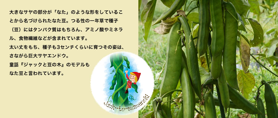 大きなサヤの部分が「なた」のような形をしていることから名づけられたなた豆。つる性の一年草で種子（豆）にはタンパク質はもちろん、アミノ酸やミネラル、食物繊維などが含まれています。
太い丈をもち、種子も3センチくらいに育つその姿は、さながら巨大サヤエンドウ。
童話『ジャックと豆の木』のモデルも
なた豆と言われています。